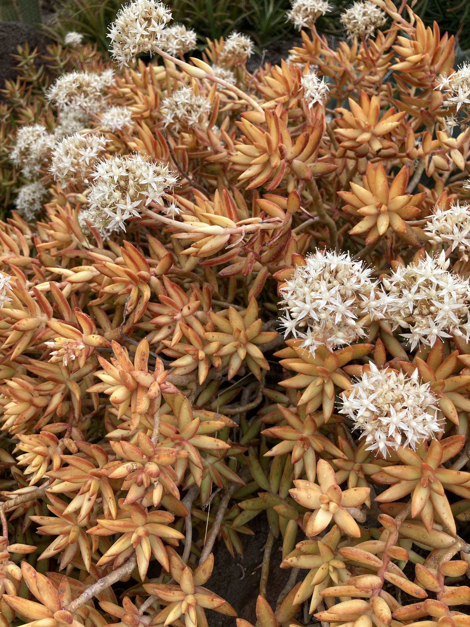 Sedum adolphii